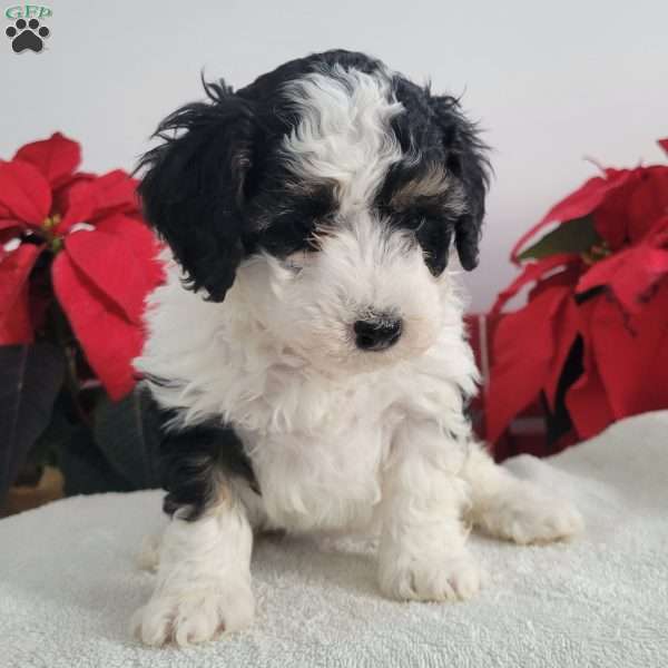 Patsy, Mini Bernedoodle Puppy